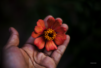 Flor de pétalas alaranjadas com o miolo amarelo sendo sustentada por uma mão.
