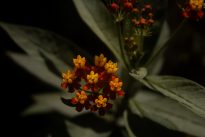 Fotografia horizontal com fundo desfocado e evidência de flores amarelas e vermelhas.