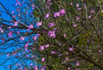 Fotografia horizontal de galhos de flores rosas em diagonal com fundo azul.