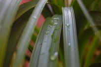 Fotografia retangular, em plano detalhe, de três folhas longas, finas e estreitas de uma planta verde. Sobre a superfície lisa das folhas, gotas de água espalhadas.